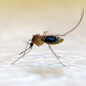 Article : Le vaccin du paludisme bientôt disponible au Cameroun et dans onze autres pays africains
